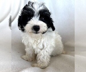 Maltese-Poodle (Toy) Mix Puppy for sale in ORO VALLEY, AZ, USA