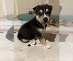 Small #8 Siberian Husky Mix