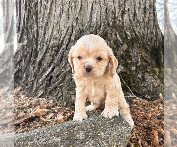Medium Photo #4 Cocker-Pei Puppy For Sale in MIDDLEBURY, IN, USA