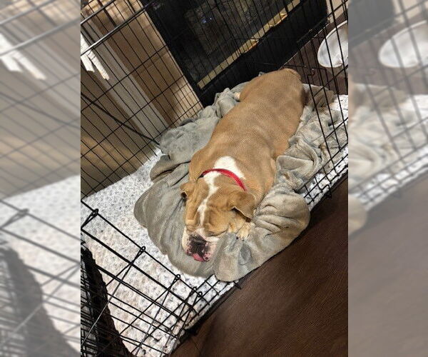 Medium Photo #2 Bulldog Puppy For Sale in Fort Wayne, IN, USA