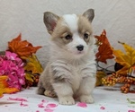 Small #11 Pembroke Welsh Corgi