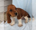 Small Photo #4 Basset Hound Puppy For Sale in DUNNVILLE, KY, USA