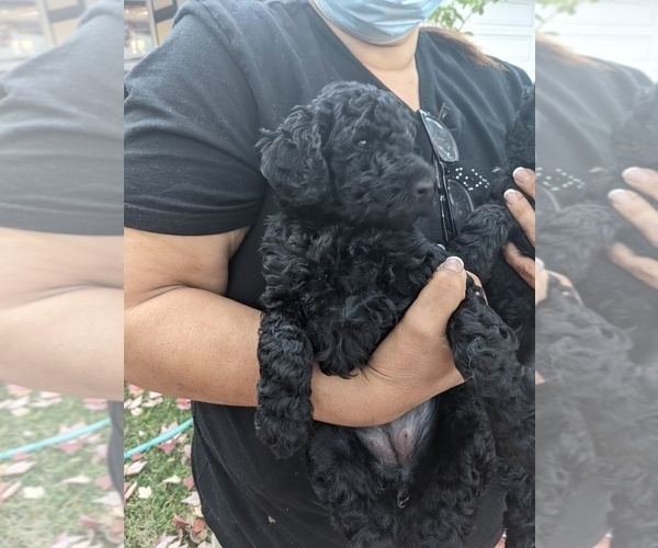 Medium Photo #2 Poodle (Standard) Puppy For Sale in MENLO PARK, CA, USA