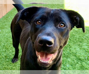 ALLIE - Female Borador Dog for Adoption - Photo #2