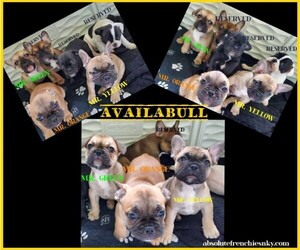 French Bulldog Puppy for sale in CRITTENDEN, KY, USA