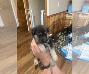 German Shepherd Dog Puppy for sale in EVERGREEN, CO, USA