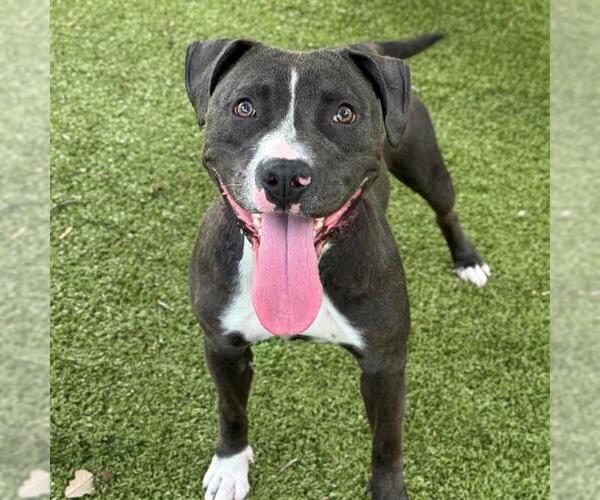 Medium Photo #2 American Pit Bull Terrier Puppy For Sale in Edmond, OK, USA