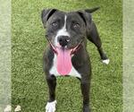 Small #1 American Pit Bull Terrier