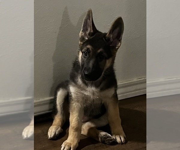 Medium Photo #1 German Shepherd Dog Puppy For Sale in AZLE, TX, USA