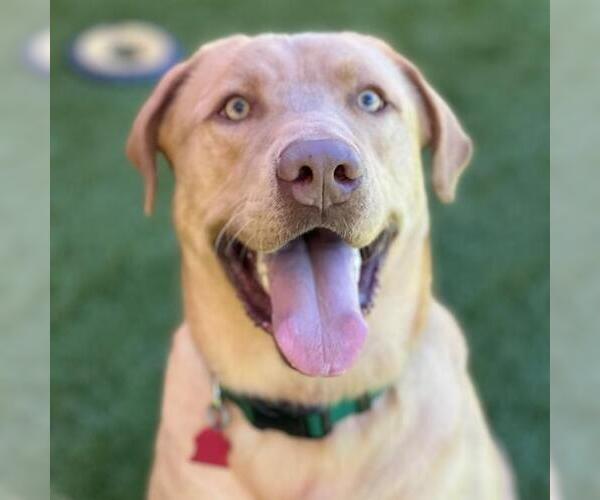 Medium Photo #2 Labrador Retriever Puppy For Sale in San Diego, CA, USA