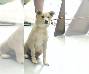 Labrador Retriever-Unknown Mix Dogs for adoption in Fayetteville, NC, USA