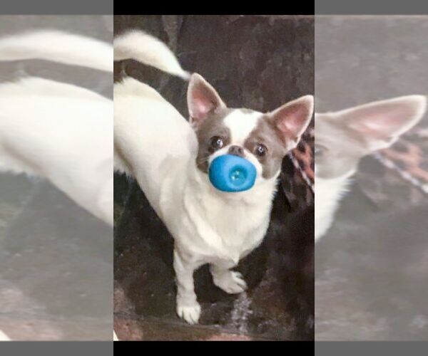 Medium Photo #1 Chihuahua Puppy For Sale in WISTER, OK, USA