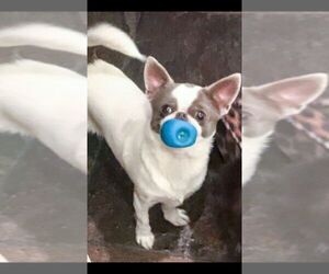 Mother of the Chihuahua puppies born on 04/12/2025