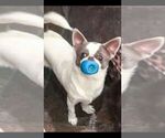 Small Photo #1 Chihuahua Puppy For Sale in WISTER, OK, USA