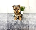 Small #3 Yorkshire Terrier