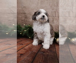 Small #2 Cavapoo (Toy)