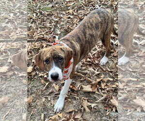 Sunny - Female Beagle Dog for Adoption - Photo #4