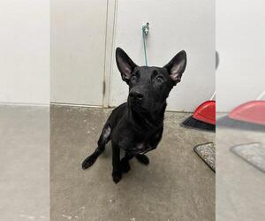 Mutt Dogs for adoption in Rosenberg, TX, USA