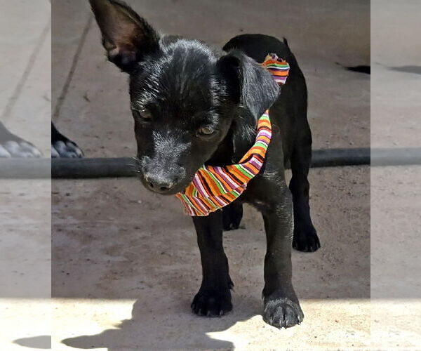 Medium Photo #8 Dachshund-Unknown Mix Puppy For Sale in Peralta, NM, USA