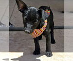 Small #7 Dachshund Mix