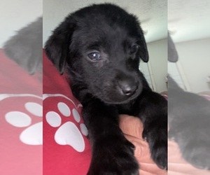 Labrador Retriever Puppy for sale in OSYKA, MS, USA