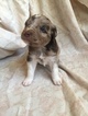 Small Photo #2 Australian Shepherd Puppy For Sale in WALTON, KY, USA