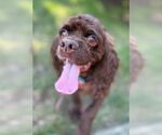 Small #4 Cocker Spaniel
