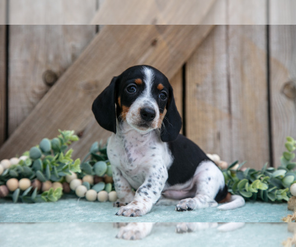 Medium Photo #2 Dachshund Puppy For Sale in GREENWICH, OH, USA