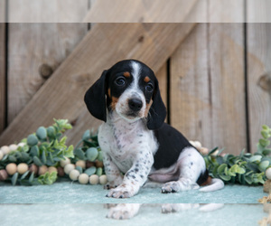 Medium Dachshund