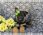 Small Photo #6 German Shepherd Dog Puppy For Sale in NORTH EAST, MD, USA