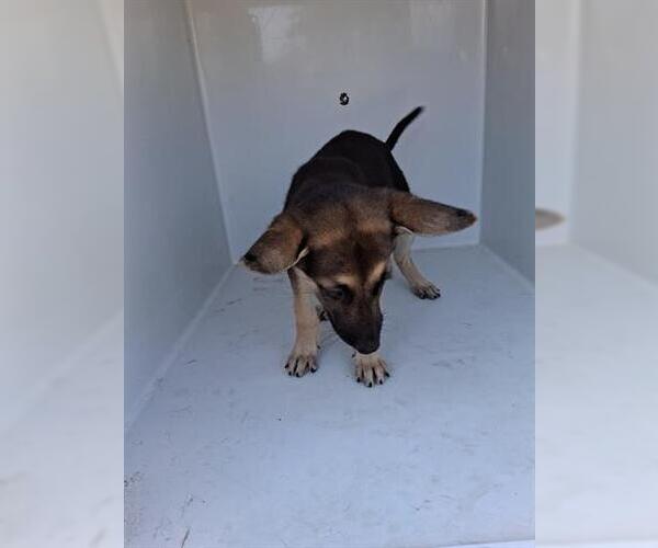 Medium Photo #1 German Shepherd Dog-Unknown Mix Puppy For Sale in Houston, TX, USA