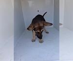 Small German Shepherd Dog Mix