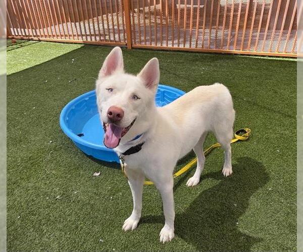 Medium Photo #2 Siberian Husky-Unknown Mix Puppy For Sale in Las Vegas, NV, USA