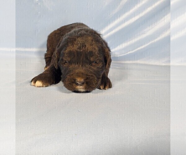 Medium Photo #10 Golden Mountain Dog Puppy For Sale in BLACK FOREST, CO, USA