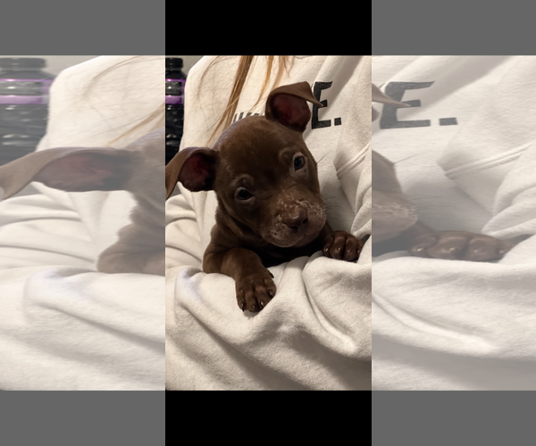 Medium Photo #3 Mutt Puppy For Sale in Royal Palm Beach, FL, USA