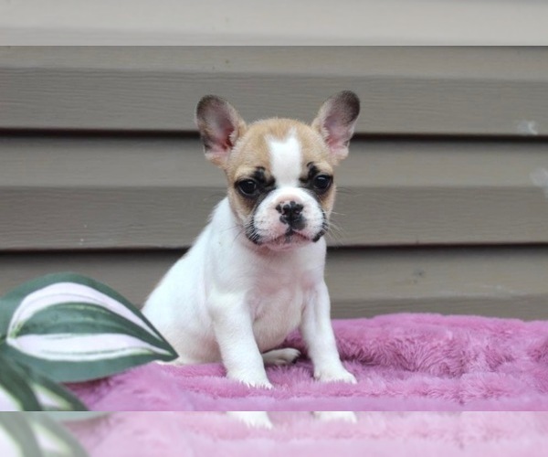 Medium Photo #7 French Bulldog Puppy For Sale in LIBERTY, KY, USA