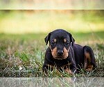 Small Photo #15 Doberman Pinscher Puppy For Sale in MOUNT OLIVE, NC, USA