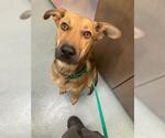 Small Shepradors