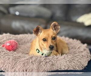 Chihuahua-Unknown Mix Dogs for adoption in Mukwonago, WI, USA