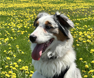 Mother of the Australian Shepherd puppies born on 02/08/2026