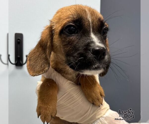 Medium Photo #2 Mutt Puppy For Sale in Washington, DC, USA