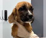 Small #1 Mutt
