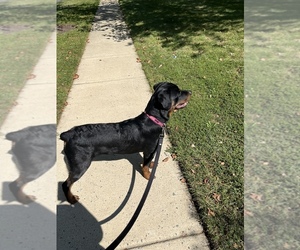 Rottweiler Dog for Adoption in BURTONSVILLE, Maryland USA