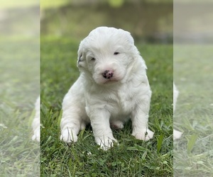 Sheepadoodle Puppy for sale in STALEY, NC, USA