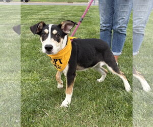 Mutt Dogs for adoption in Spring Lake, NJ, USA