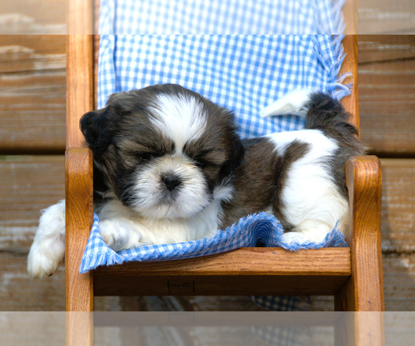 Medium Photo #8 Shih Tzu Puppy For Sale in CLARE, MI, USA