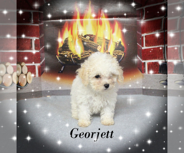 Medium Photo #16 Poodle (Toy) Puppy For Sale in CHANUTE, KS, USA