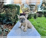 Small Photo #175 French Bulldog Puppy For Sale in HAYWARD, CA, USA