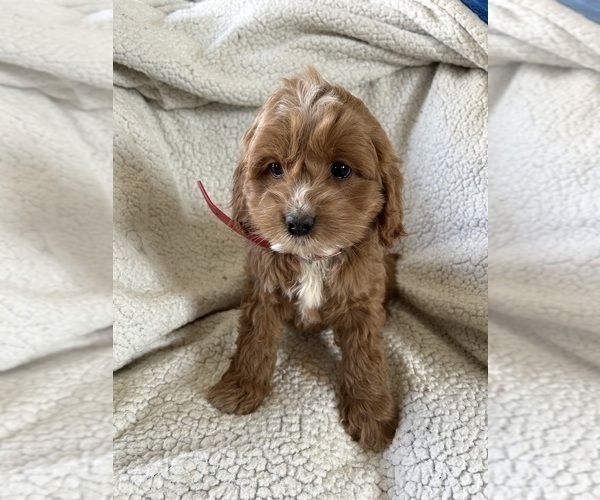 Medium Photo #2 Cockapoo Puppy For Sale in BOWLING GREEN, KY, USA