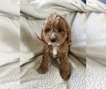 Small Photo #2 Cockapoo Puppy For Sale in BOWLING GREEN, KY, USA